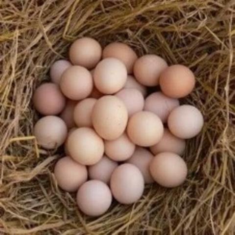扶贫产品-初生蛋 50枚/箱（正常发货） 商品图0