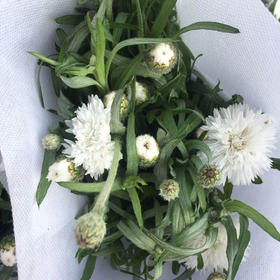 矢车菊·白色