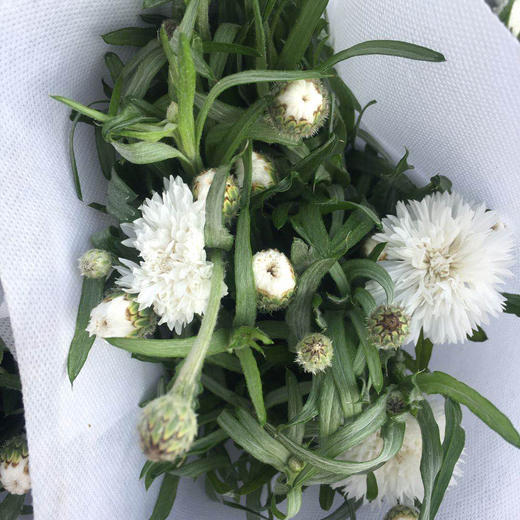 矢车菊·白色 商品图0