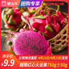 【团长】越南红心火龙果750g±50g 商品缩略图0