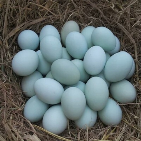 扶贫产品-绿壳鸡蛋30枚/箱（正常发货）