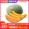 【团长】海南 晓蜜瓜1.65kg±150g 商品缩略图0