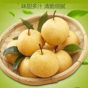 【社区团购】沣水梨10元/10斤