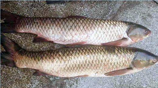 【广、佛、中、东莞-奥园物业业主专享】精选生鲜系列 鲩鱼/条 约重1.45kg 商品图2