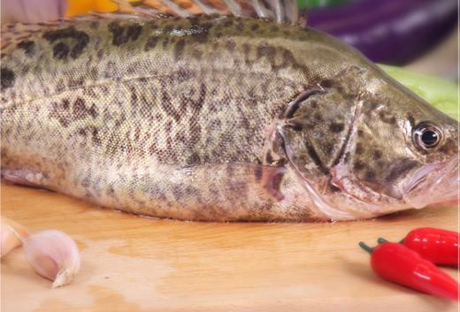 【广、佛、中、东莞-奥园物业业主专享】精选生鲜系列 桂鱼 约重750g/条 商品图2