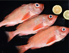 【广、佛、中、东莞-奥园物业业主专享】精选生鲜系列 红三鱼3条 共重约900g