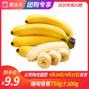 【团长】缅甸香蕉 750g±100g 商品缩略图0