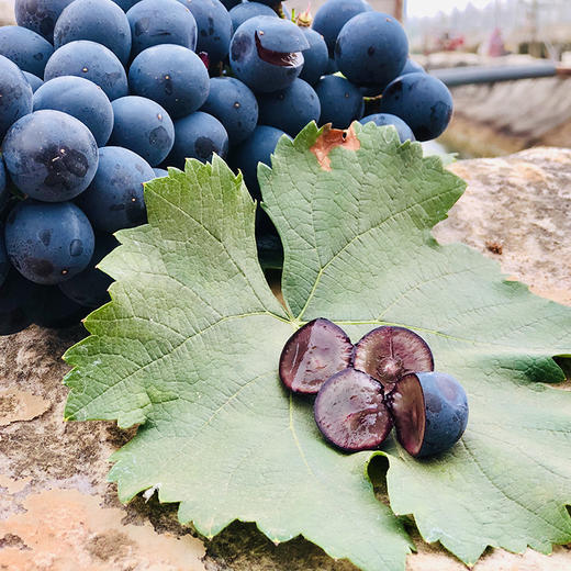 “大蜜蜜夏黑”葡萄！硬脆Q弹爆甜汁，像果冻一样吸着吃！ 商品图1