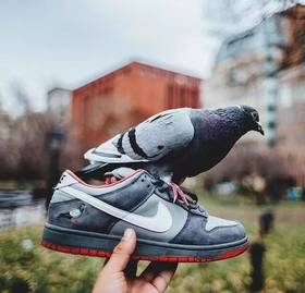 Black Pigeon X Nike sb Dunk  low Trd QS 黑鸽子 白鸽子 紫鸽子 和平鸽 经典复古低帮百搭休闲运