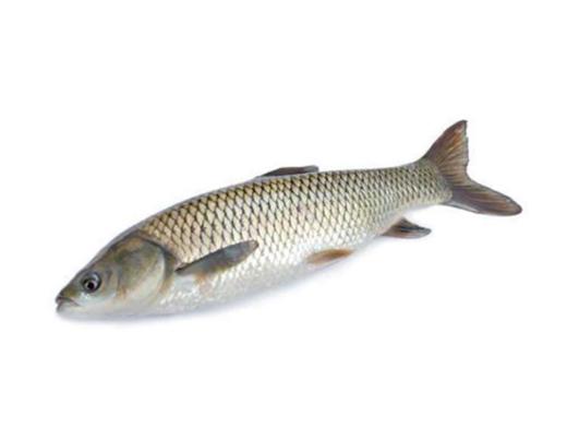 【广、佛、中、东莞-奥园物业业主专享】精选生鲜系列 鲩鱼/条 约重1.45kg 商品图1