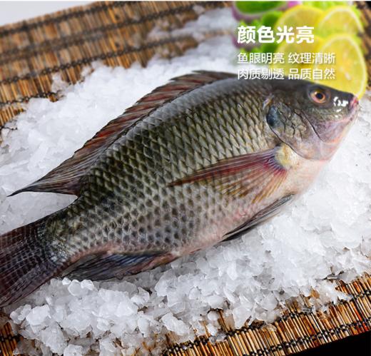 【广、佛、中、东莞-奥园物业业主专享】精选生鲜系列 罗非鱼约重900g/条 商品图1