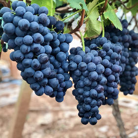 “大蜜蜜夏黑”葡萄！硬脆Q弹爆甜汁，像果冻一样吸着吃！