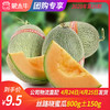 【团长】丝路晓蜜瓜 800g±150g 商品缩略图0