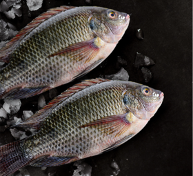 【广、佛、中、东莞-奥园物业业主专享】精选生鲜系列 罗非鱼约重900g/条