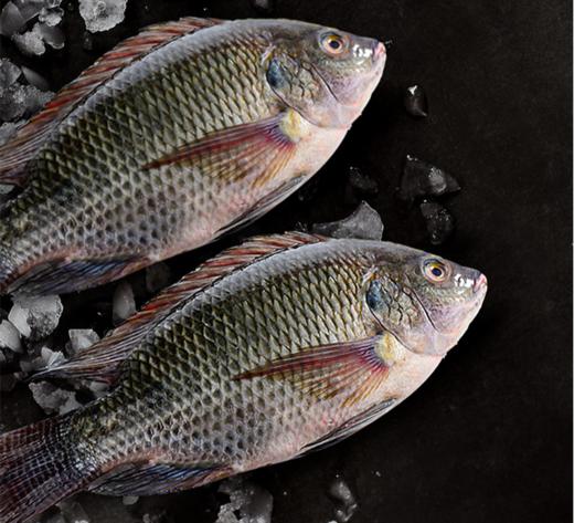 【广、佛、中、东莞-奥园物业业主专享】精选生鲜系列 罗非鱼约重900g/条 商品图0