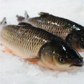 【广、佛、中、东莞-奥园物业业主专享】精选生鲜系列 鲩鱼/条 约重1.45kg