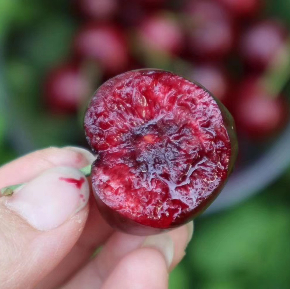 烟台美早特选级大樱桃      （收到后冷藏下再吃）