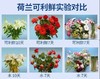 鲜花保鲜剂 商品缩略图4