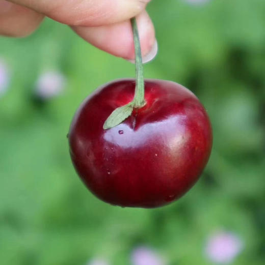 烟台美早特选级大樱桃      （收到后冷藏下再吃） 商品图2