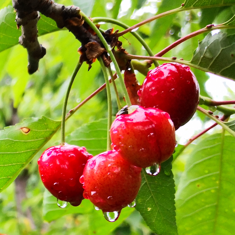 热售中,白鹿原樱桃 有机种植 果子净重2.6斤 顺丰