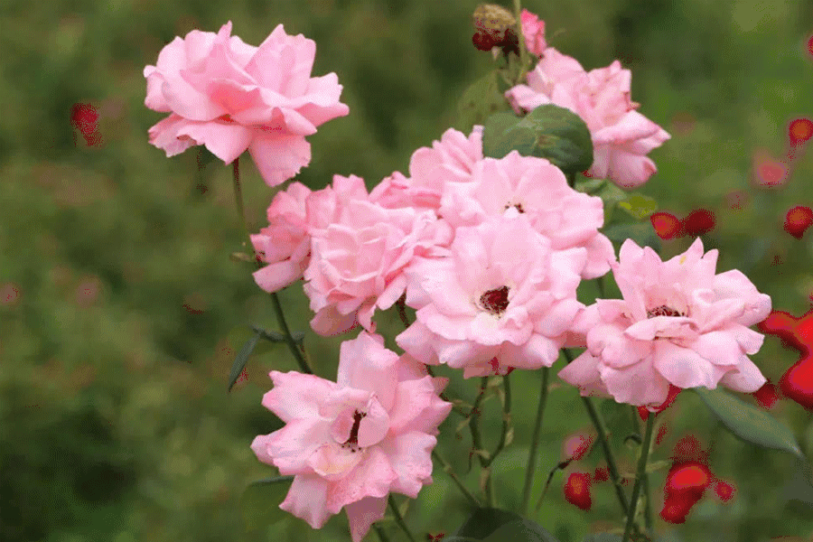 【慕藤月鲜花农场·】单人门票,紫藤,月季,木槿.唯美花海等您来打卡!