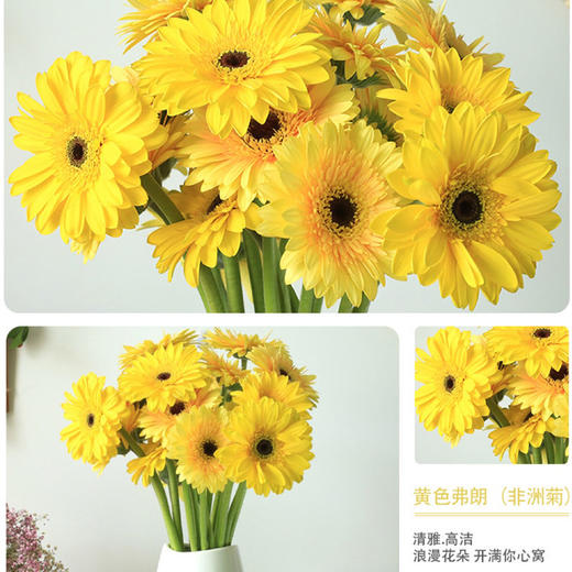 【9.9元特价包邮】非洲鲜菊花——一把好心情 商品图2