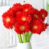 【9.9元特价包邮】非洲鲜菊花——一把好心情 商品缩略图0