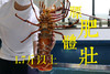 福州分店-[48小时发货]E级（1.7-1.94斤） 澳洲红岩大龙虾 鲜活发货 商品缩略图2