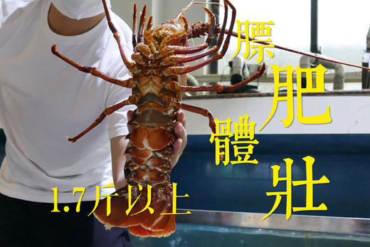 福州分店-[48小时发货]E级（1.7-1.94斤） 澳洲红岩大龙虾 鲜活发货 商品图2
