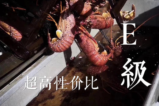 福州分店-[48小时发货]E级（1.7-1.94斤） 澳洲红岩大龙虾 鲜活发货 商品图3
