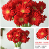 【9.9元特价包邮】非洲鲜菊花——一把好心情 商品缩略图3