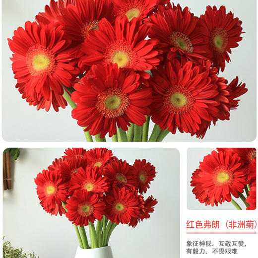 【9.9元特价包邮】非洲鲜菊花——一把好心情 商品图3