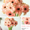 【9.9元特价包邮】非洲鲜菊花——一把好心情 商品缩略图1