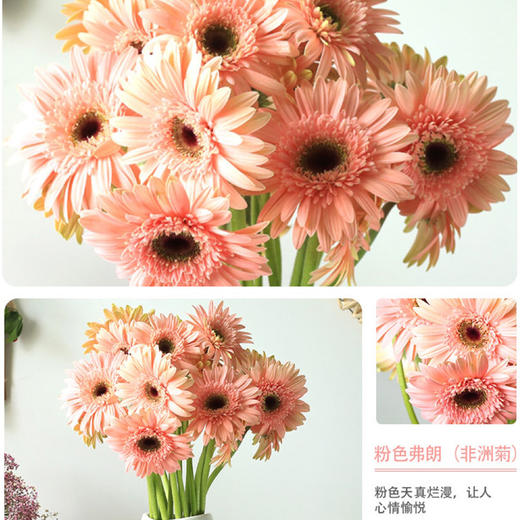 【9.9元特价包邮】非洲鲜菊花——一把好心情 商品图1