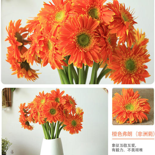 【9.9元特价包邮】非洲鲜菊花——一把好心情 商品图4