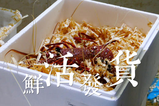 福州分店-[48小时发货]D级（1.48-1.7斤）澳洲红岩大龙虾  鲜活发货 商品图1