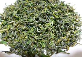 日照绿茶