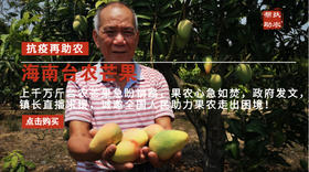  芒果熟了，果农愁了！海南上千万斤芒果销路不畅，政府发文，镇长直播求援