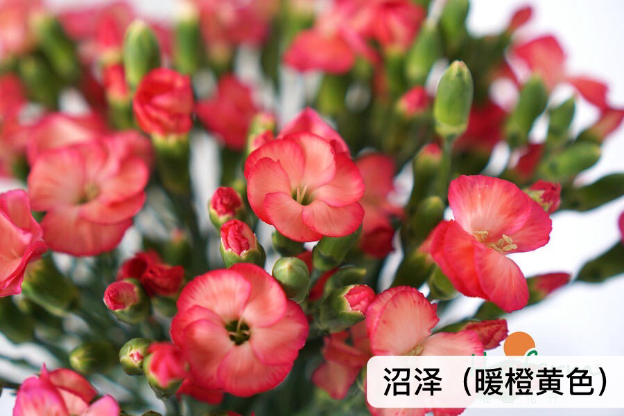 新鲜到货 a级娑罗蜜儿多头蝴蝶康 10支/扎限时抢购 花期无敌长 不怕热