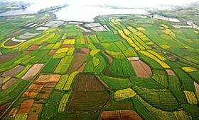 云梦老品种香稻米，不杂交更香甜！