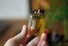 墨西哥蓝珀无事牌方牌雕件吊坠 商品缩略图5