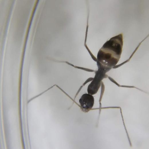 探寻农园的蚂蚁 | 农园活动*Search for red fire ants in the farm | Farm activities 商品图4