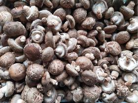 菇得Luck，湖北香菇等你Pick！