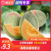 【团长】海南丝路晓蜜瓜 750g±50g 商品缩略图0