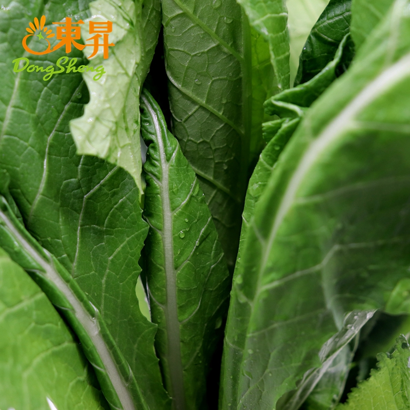 东升小芥菜 春菜 广州生鲜配送400g