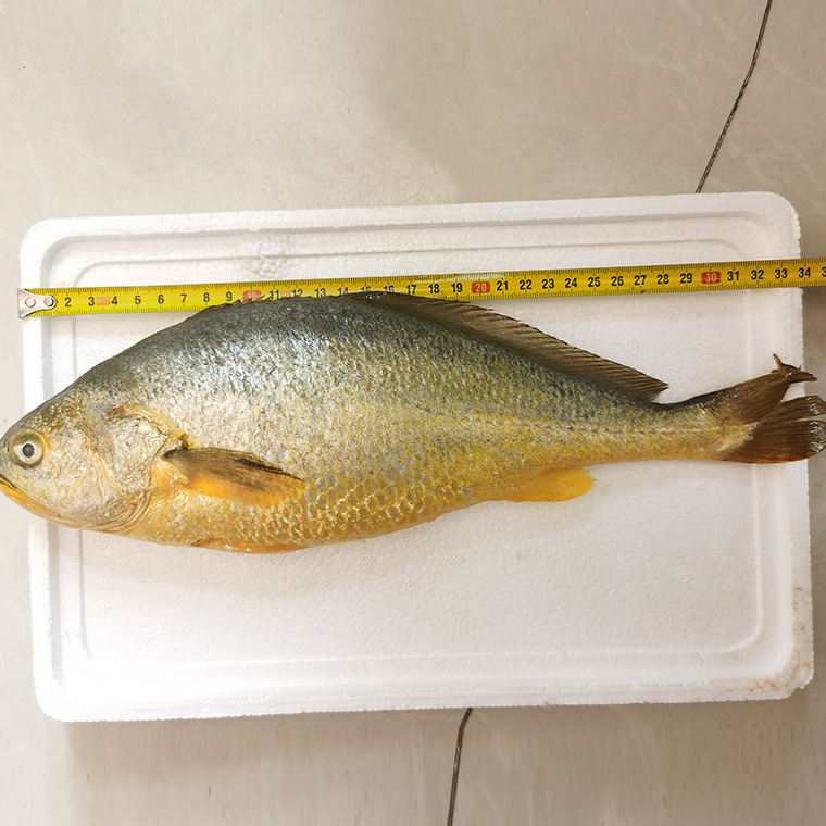 大黄花鱼 鲈鱼超值组合约3.3斤
