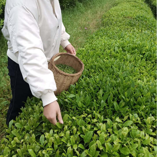 2020新绿茶 婺源高山绿茶 江西绿茶 袋装 商品图8