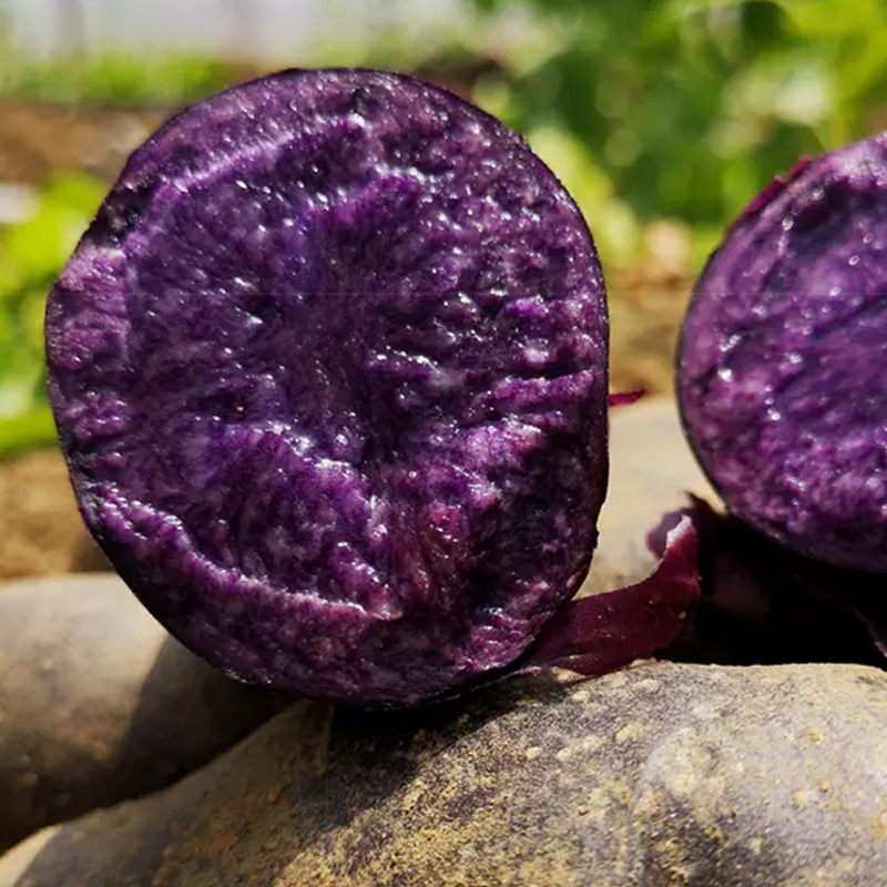 紫色小土豆 | 富含花青素 不打农药激素 自然农法种植