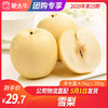 【团长】雪梨 4.5kg±200g 商品缩略图0