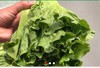 商品编码12345678、新鲜蔬菜，规格50斤左右，新鲜优质…… 商品缩略图0
